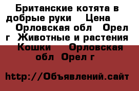 Британские котята в добрые руки. › Цена ­ 500 - Орловская обл., Орел г. Животные и растения » Кошки   . Орловская обл.,Орел г.